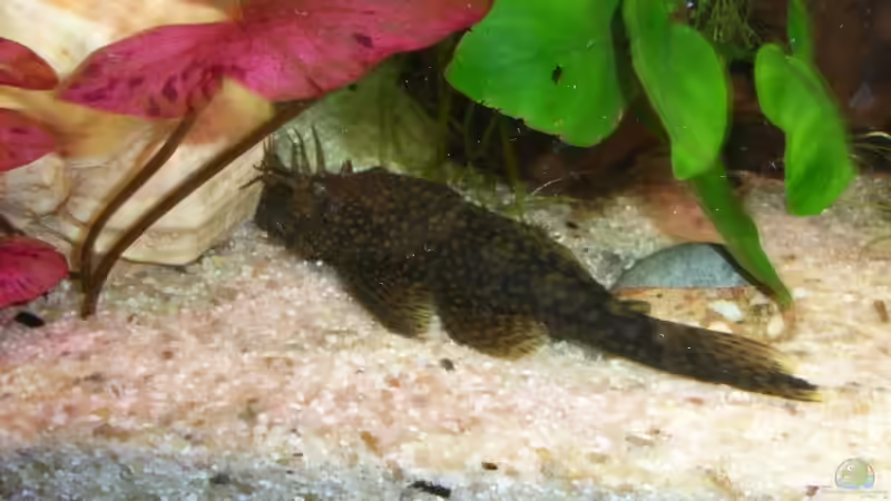 Antennenwels von Susann Czaika (12)