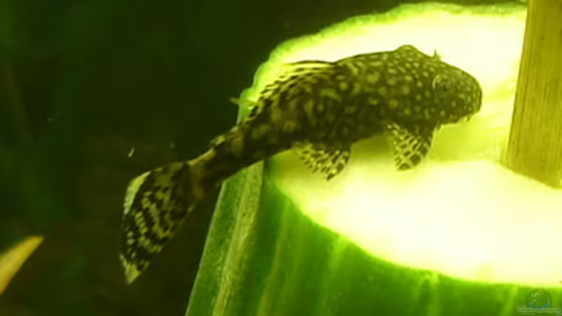 Antennenwels von Susanne Kruse (24)