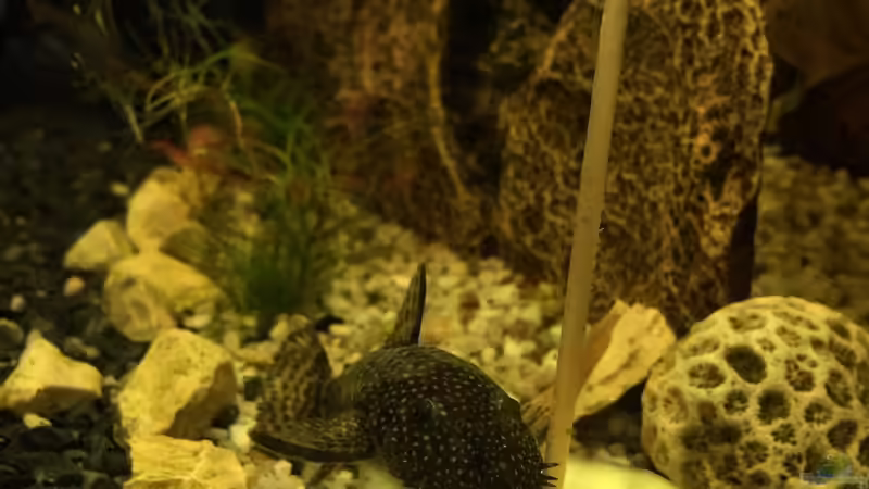 Antennenwels von Tarmina (37)