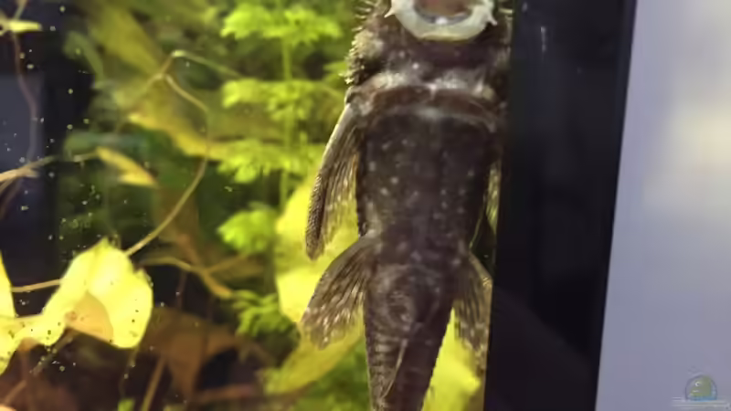 Antennenwels von Tarmina (38)