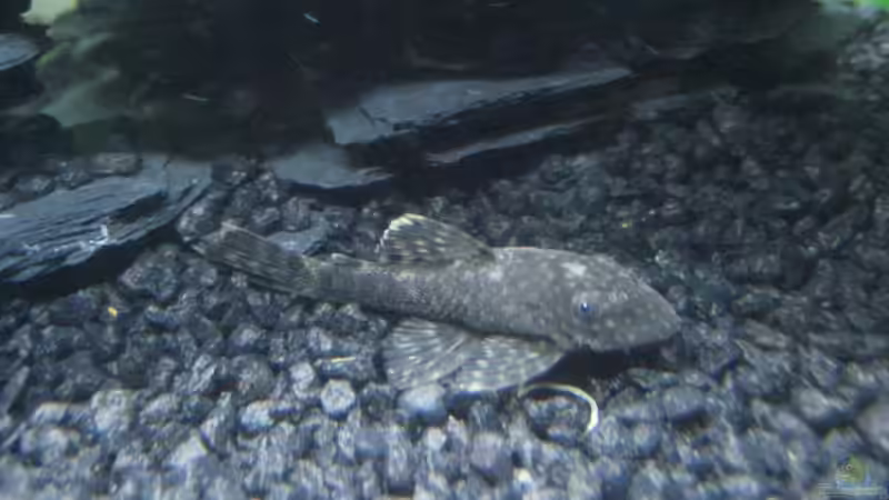 Antennenwels von Tatjana Befus (9)