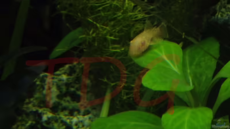 Antennenwels von TDG (29)