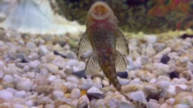 Antennenwels von Thomas Höppner (13)