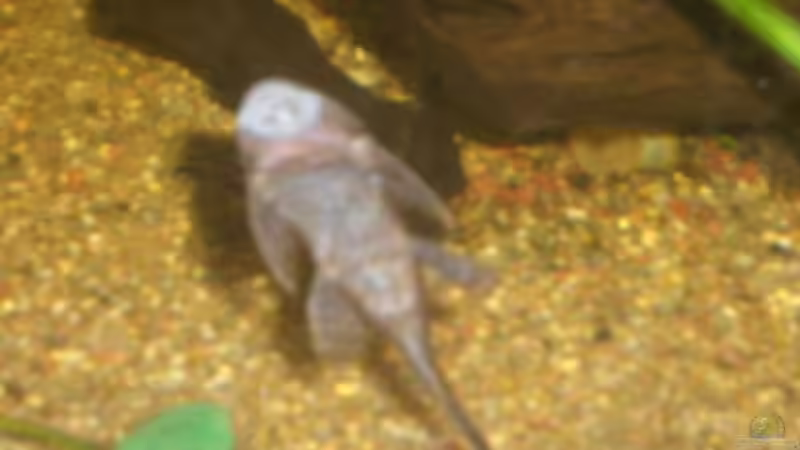 Antennenwels von Tobias Ziemzek (22)