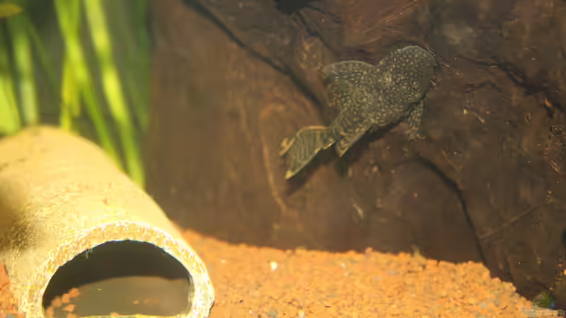 Antennenwels von urml87 (27)