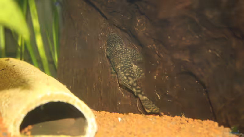 Antennenwels von urml87 (28)