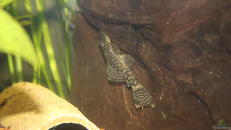 Antennenwels von urml87 (29)