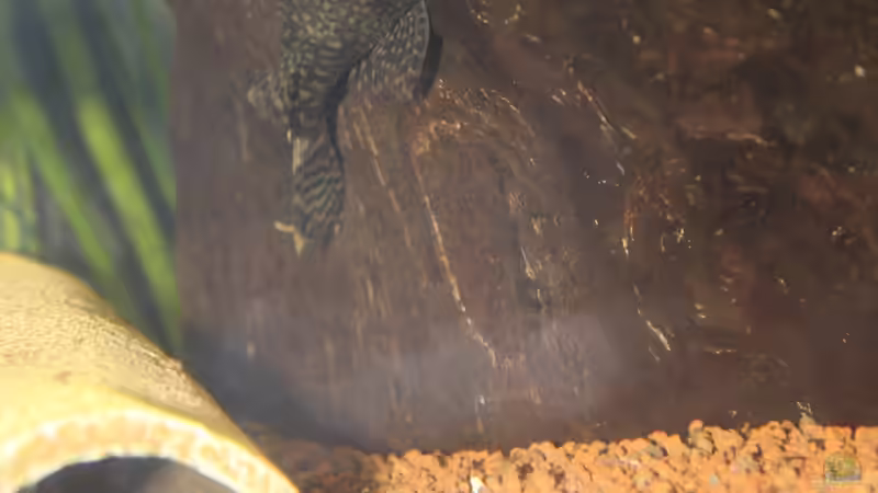 Antennenwels von urml87 (30)