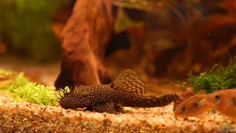 Antennenwels von Voyagerz (22)