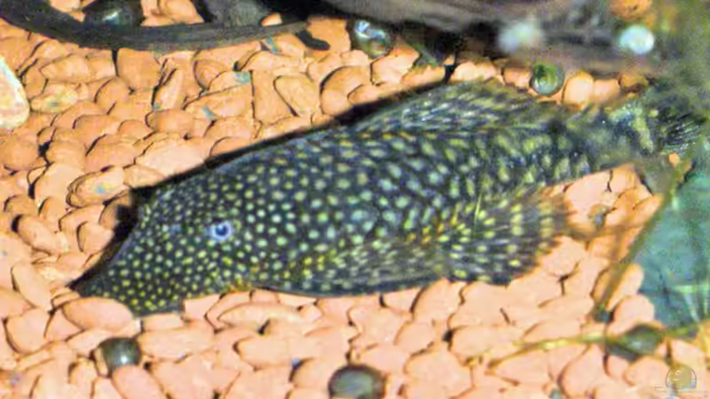 Antennenwels von Werner Müller (20)