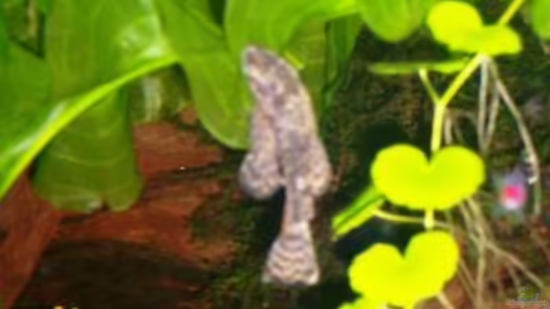 Antennenwels von Wolfgang Sommer (17)