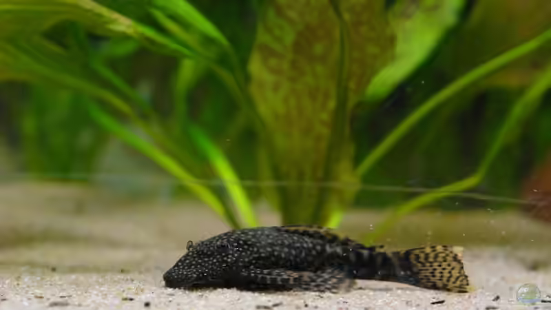 Antennenwels von WSS (32)