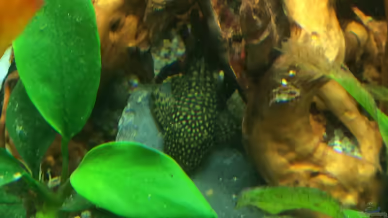 Antennenwels von X-Rayminator (23)