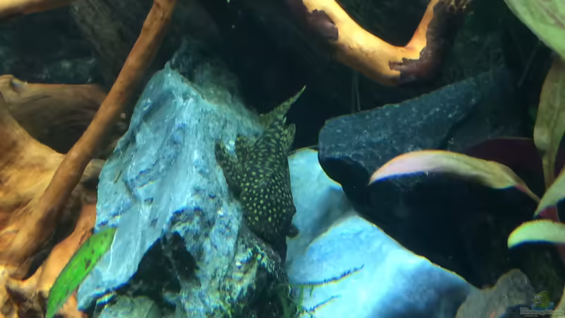 Antennenwels von X-Rayminator (24)