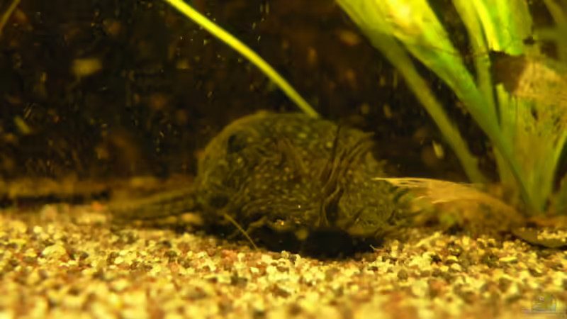 Antennenwels von Zapfenmanderl (16)