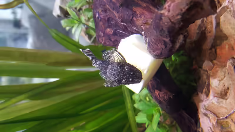 Antennenwels (w) Fütterung von Nordlicht Ka (8)