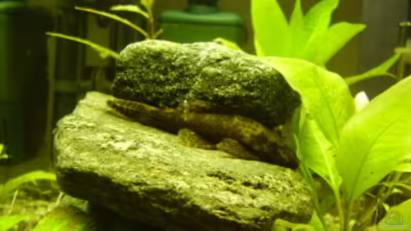 Antennenwels (w) von LaChica (6)