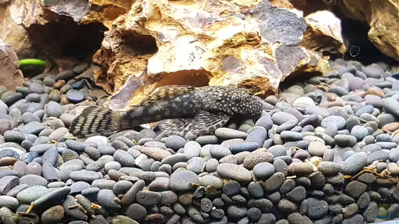 Antennenwels (w) von Nordlicht Ka (6)