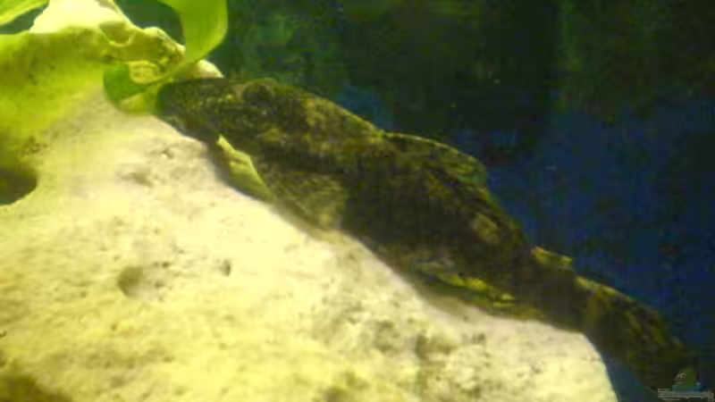 Antennenwels Weibchen Bild aus dem Alten Becken von t-time (14)