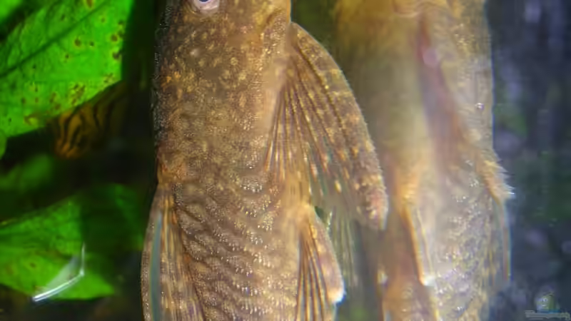 Antennenwels-Weibchen(?) Mein Männchen hat viel mehr Antennen von Lousiana (6)