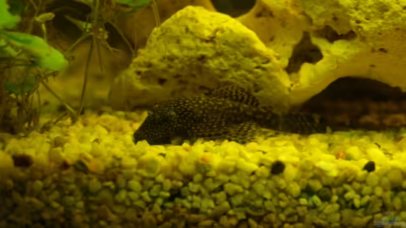 Antennenwels (Weibchen) von patsen (9)