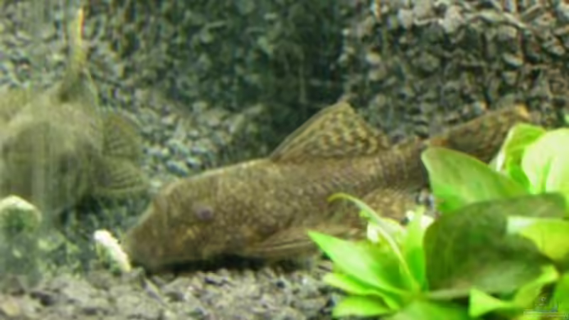 Antennenwels-Weibchen von Sado-Uwe (29)