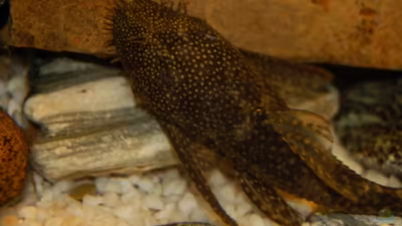 Antennenwelse im Aquarium halten (Einrichtungsbeispiele für Ancistrus spec.)