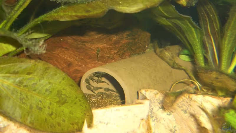 Antennenwelsbabys von Andre Schreiter (24)