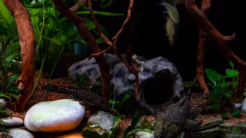 Antennenwelse 12-18 von Herr Lampe (84)