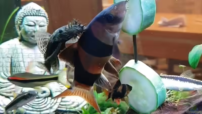 Antennenwelse & Prachtschmerle  von Manuela&Mike (36)