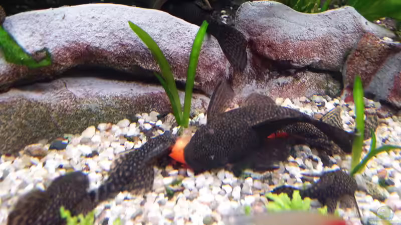 Antennenwelse beim Paprika fressen von Steffen und Felix (41)