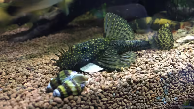 Antennenwelse einzeln halten - sinnvoll, artgerecht oder problematisch?