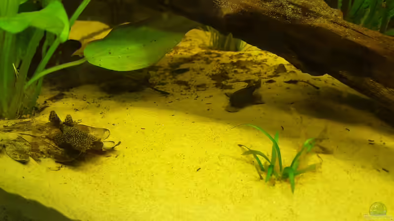 Antennenwelse unter dem Wurzeldach von Johannes L. (49)