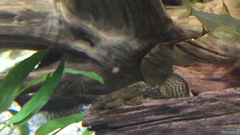 Antennenwelse von Basti@ (24)