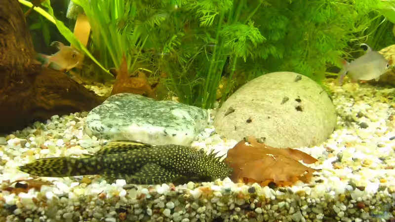 Antennenwelsen  von Kim (13)