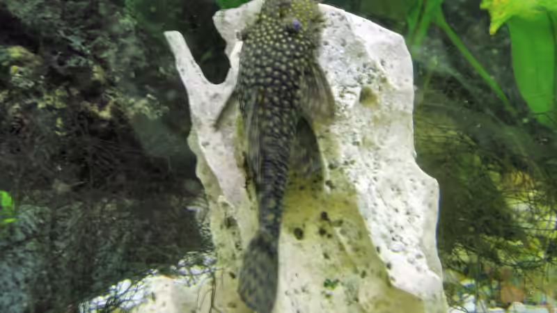 Antennenwelsmänchen von Marko Straßburger (10)