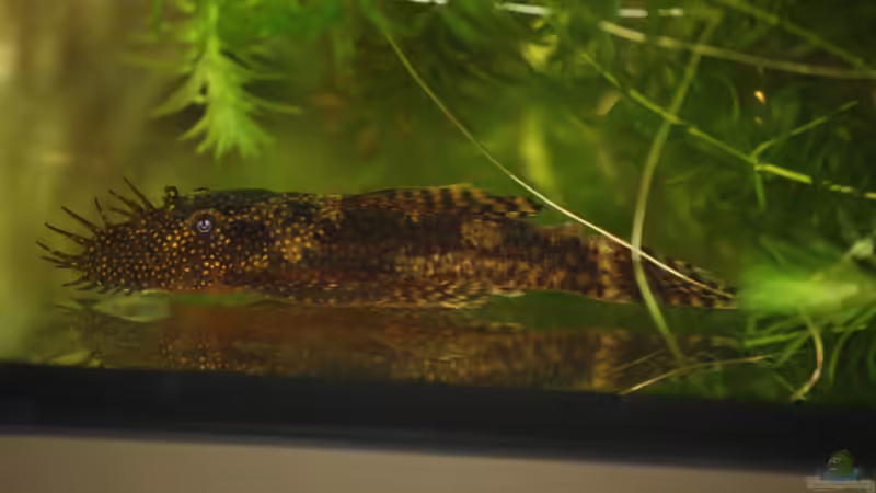 Antennenwelsmännchen von Manuela (7)