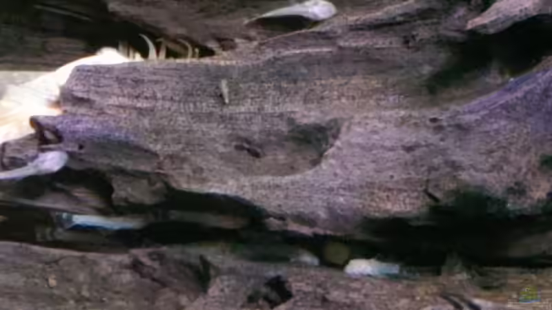 Antennenwelsnachwuchs von Ottche (218)