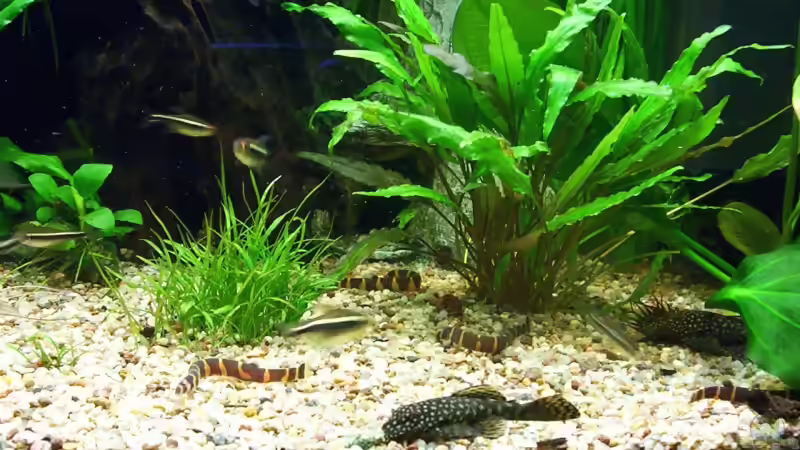 Antennenwelspaar .... von Nicky (8)