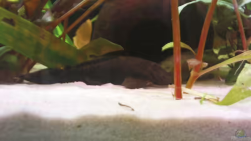 Antennenwelsweibchen von Maria Dicke (27)