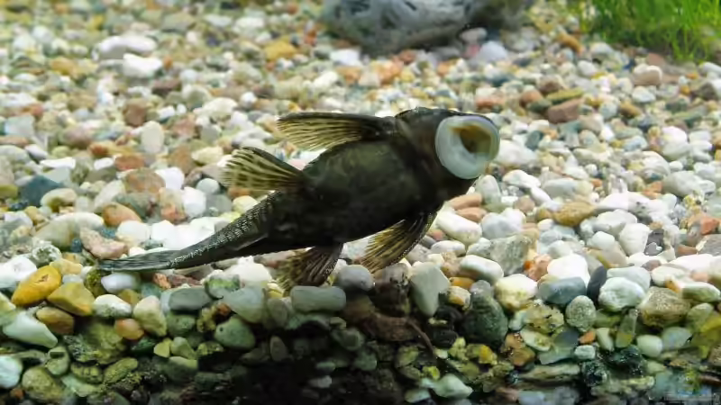 Antennenwelsweibchen von Marko Straßburger (9)