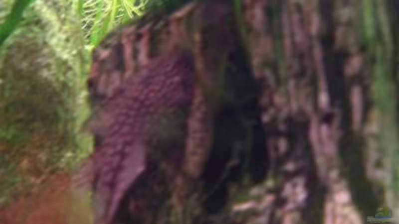 Antennenwelsweibchen von Oliver Krell (9)