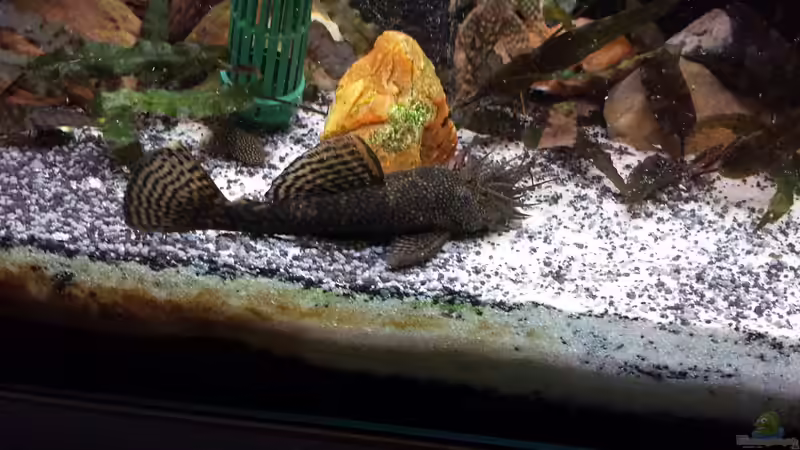 Antennenwelz von Eisbaer (21)