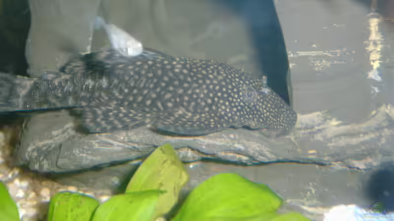 Antennenwelz von Enrico Bergmann (19)