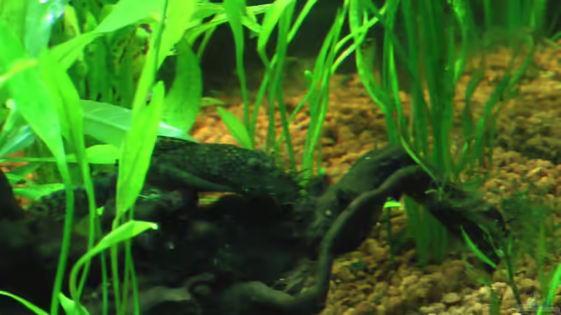 Antennewels Männchen von DennisTheMenis (13)