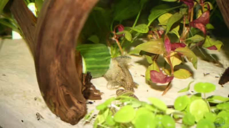 Antennewelsdame von DanielaP (11)