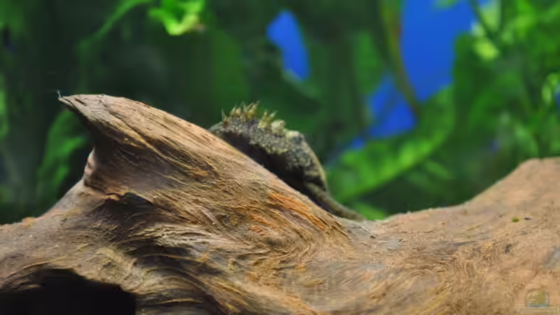 Antenni von Salmlerdream (32)