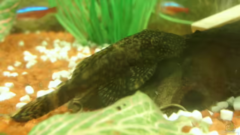 Antennie von MMD (16)