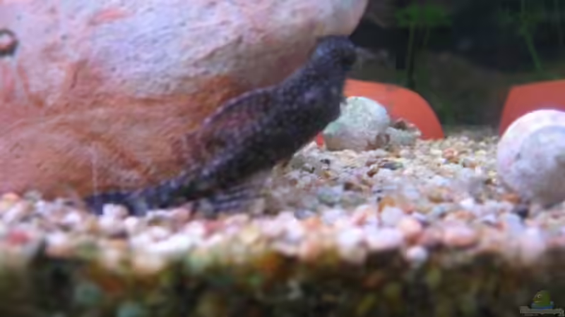 Antennimännchen von Ron Schäpe (23)