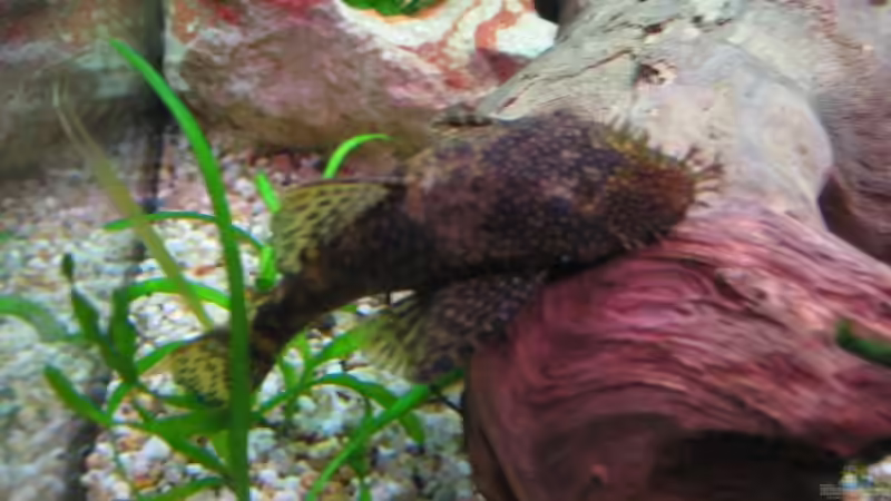 AntennimännchenSep`08 von Ron Schäpe (27)